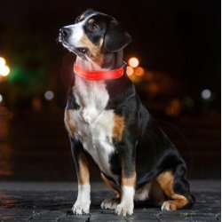 LED - hundehalsbnd