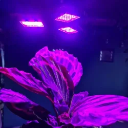 LED plantelampe