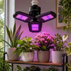 Plantelys til indend�rs planter med lilla v�kstlys over gr�nne stueplanter