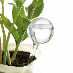 Selvvandingskugle i glas placeret i gr�n potteplante p� tr�bord i lyst hjem &ndash; automatisk plantevander til indend�rs planter.