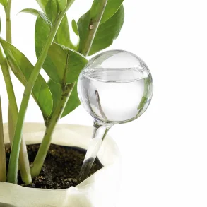Selvvandingskugle i glas placeret i gr�n potteplante p� tr�bord i lyst hjem &ndash; automatisk plantevander til indend�rs planter.