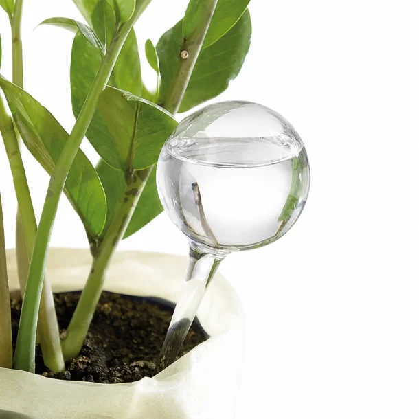 Selvvandingskugle i glas placeret i gr�n potteplante p� tr�bord i lyst hjem &ndash; automatisk plantevander til indend�rs planter.