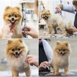 Hunde grooming s�t