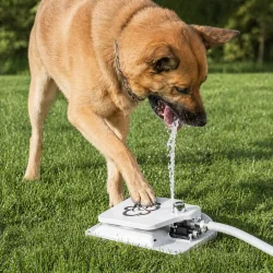 Vanddispenser til hund med pedal i brug hvor hund drikker vand